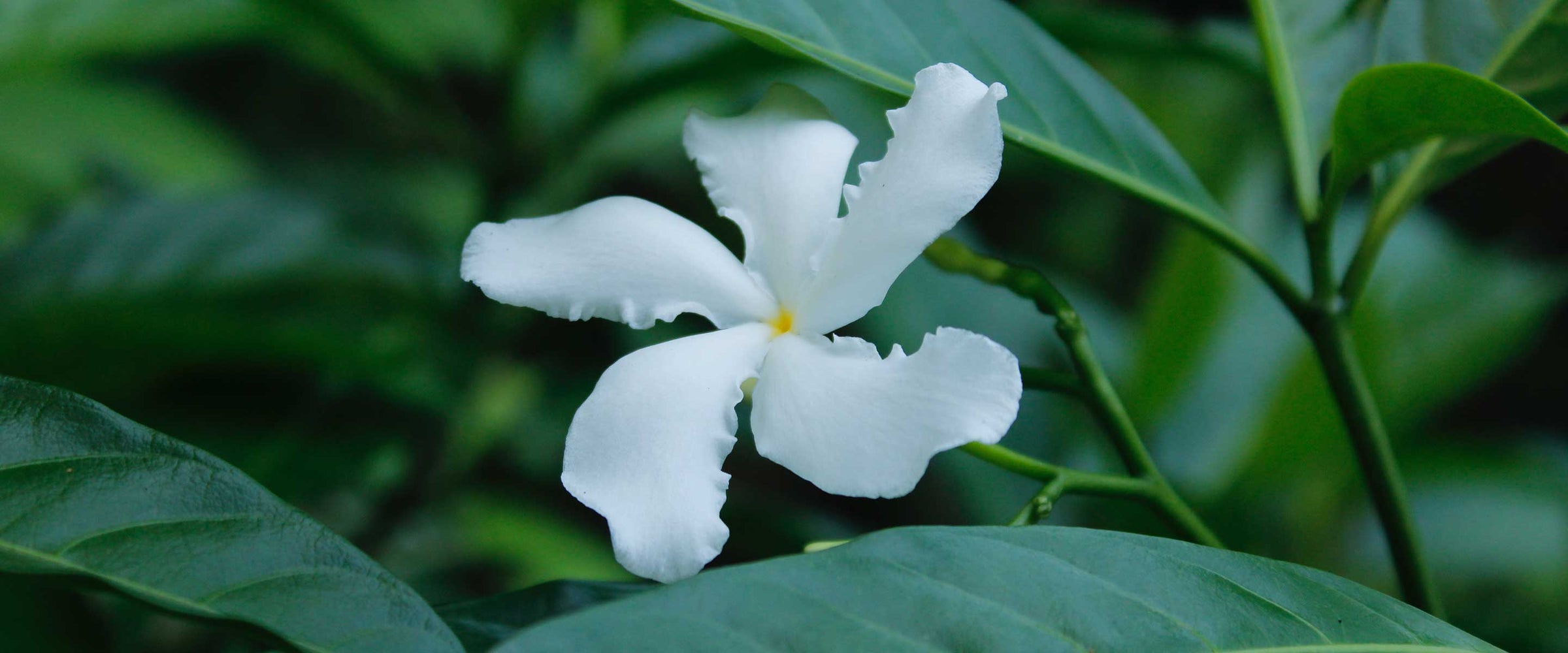 Jasmine liquid Marseille soaps