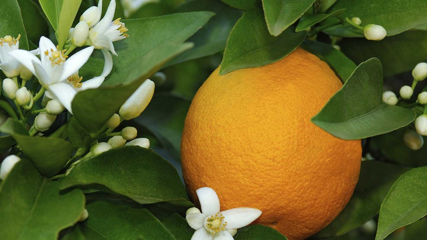 Eaux de toilette to the Orange Blossom